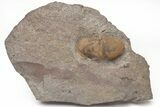 Cyclopygid Trilobite (Degamella) - Lower Ktaoua Formation #213252-5